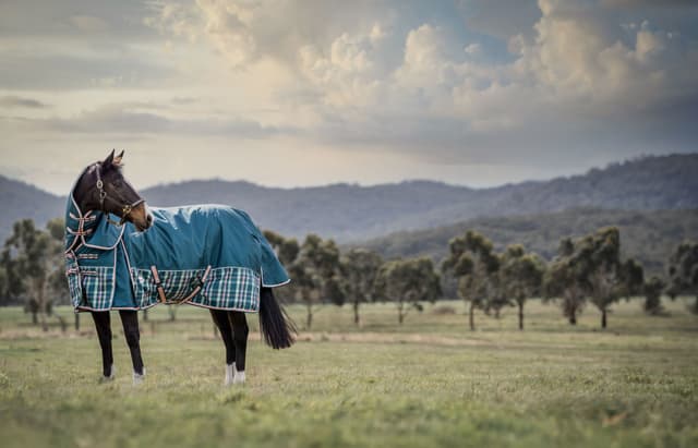 When to Start Rugging Your Horse for Winter