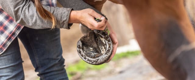 Winter Horse Hoof Care: Tips to Maintain Healthy Hooves