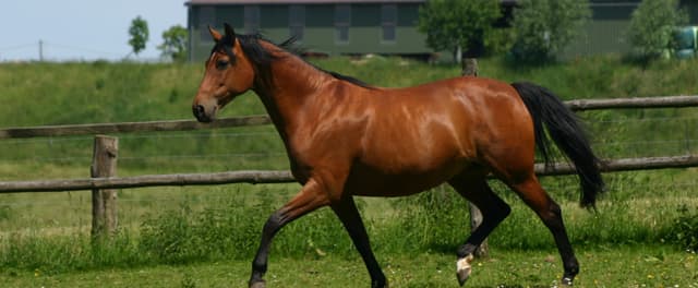 How to Build Trust with Your Horse