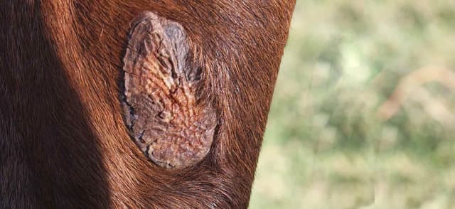 What Are Chestnuts And Ergots?