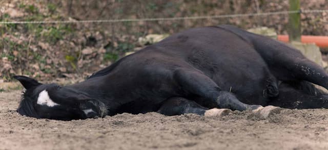 Addressing Colic In Horses