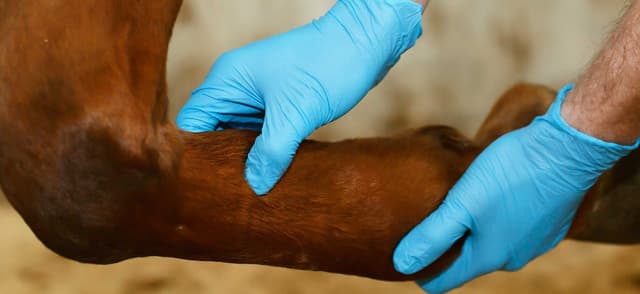 Addressing Your Horse's Arthritis