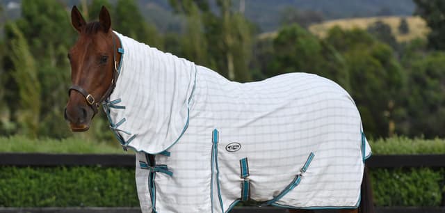 Caribu Vs Kingsley Rugs: Frequently Asked Questions