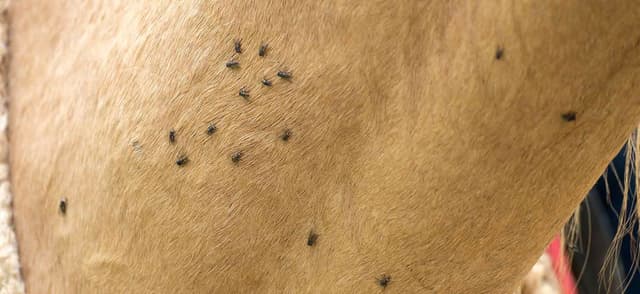 Essential Equipment to Protect Your Horse From Flies
