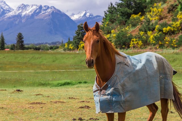 How to Wash Horse Rugs