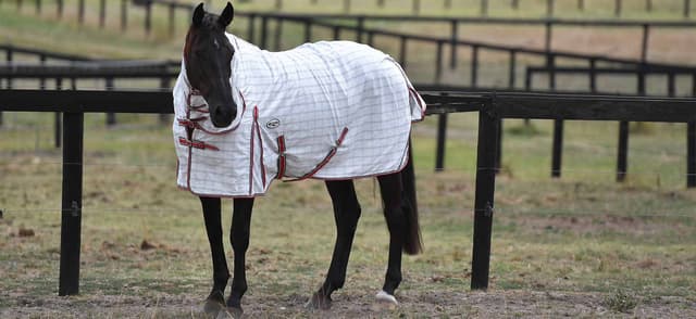 Paddock Horse Rugs: What Makes A Good Horse Rug Last?