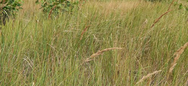 Setaria Grass and Big Head Syndrome In Horses
