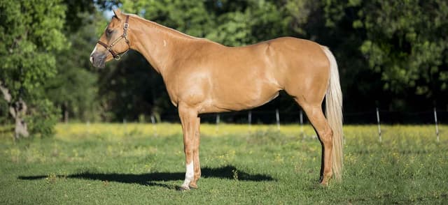 The Value of Conformation in Horses