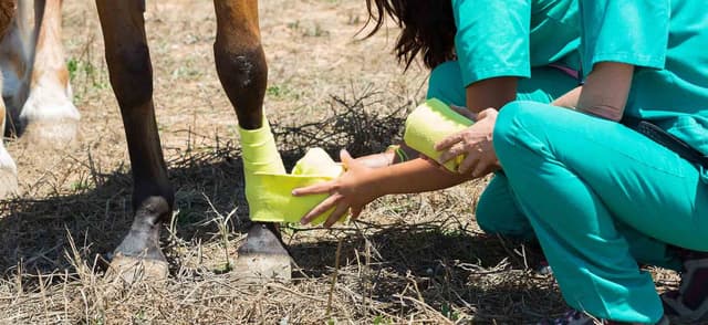 Treating Greasy Heel Condition in Horses