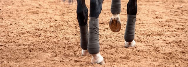 Why Do Horses Need Boots and Bandages and Which is Best?