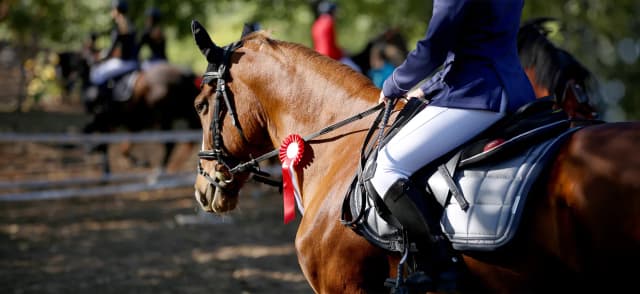 Preparing for a Show: How to Rug Your Horse